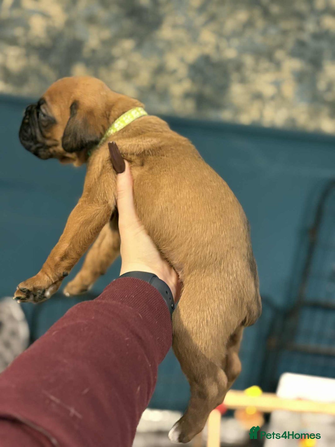 Boxer dogs for sale: ** 1 left*Beautiful bobtail & longtail kc boxer  - Advert 23