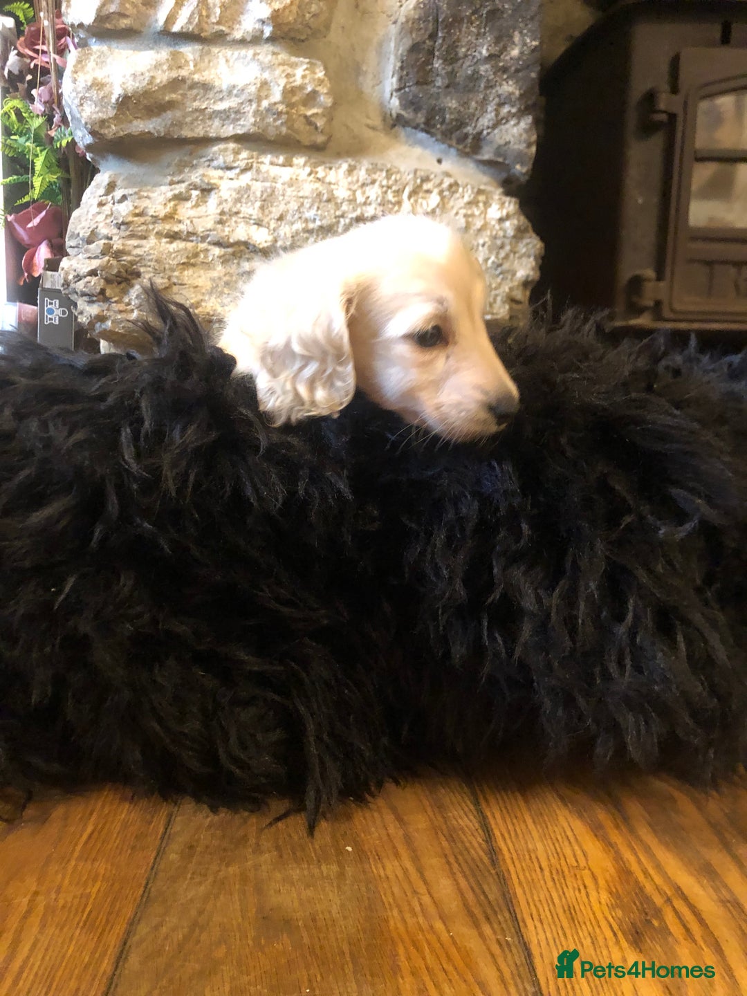 Miniature Dachshund dogs for sale: KC English Cream miniature dachshund  - Advert 19