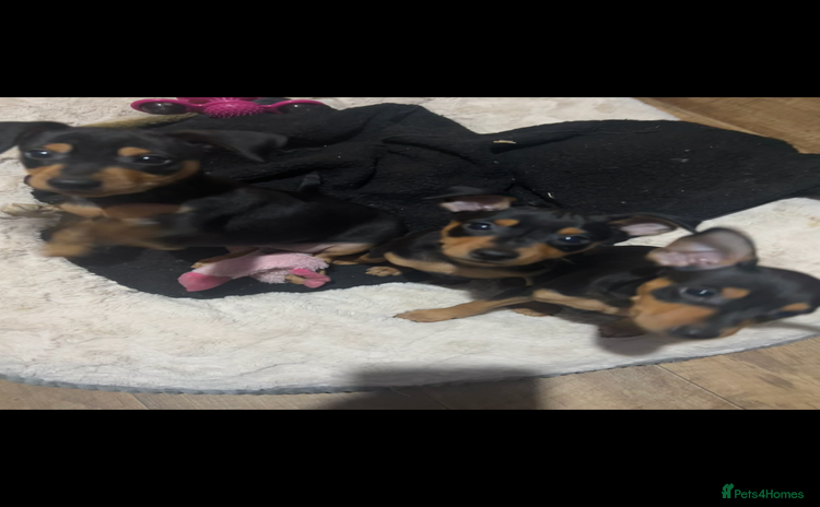 Miniature Pinscher dogs Ready too go Mini pinschers 3 boys left   - Advert 3