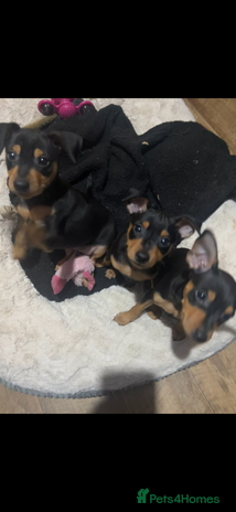 Miniature Pinscher dogs Ready too go Mini pinschers 3 boys left - Advert 3