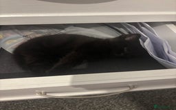 Mixed Breed cats for sale: Two beautiful kittens for sale - Image 8