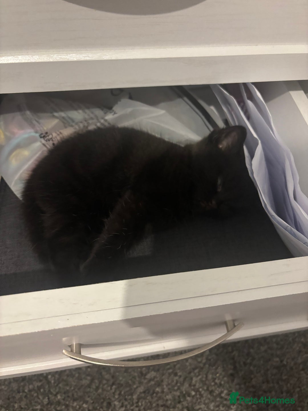 Mixed Breed cats for sale: Two beautiful kittens for sale - Image 8