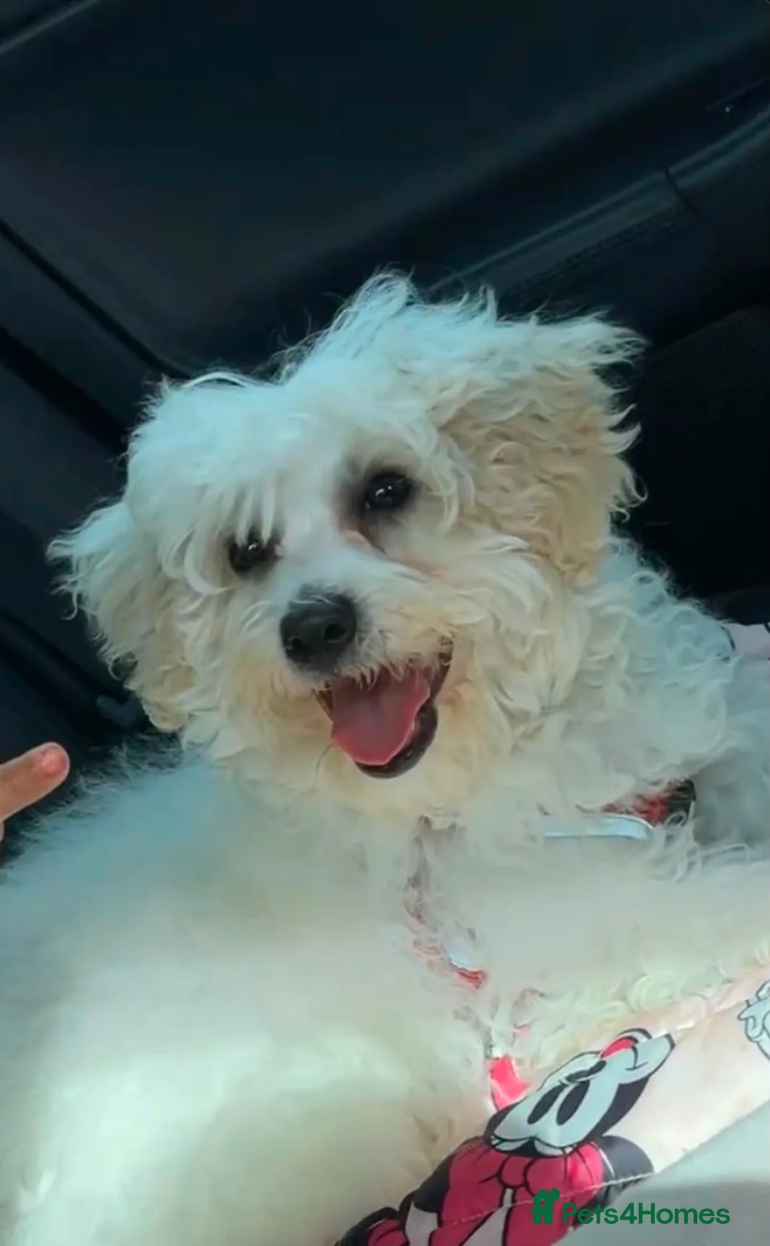Malshi dogs for sale: Little puppy for sale  in Wellingborough - Advert 2
