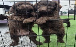 Sproodle dogs for sale: Gorgeous Chocolate Sproodle Puppies - Image 17