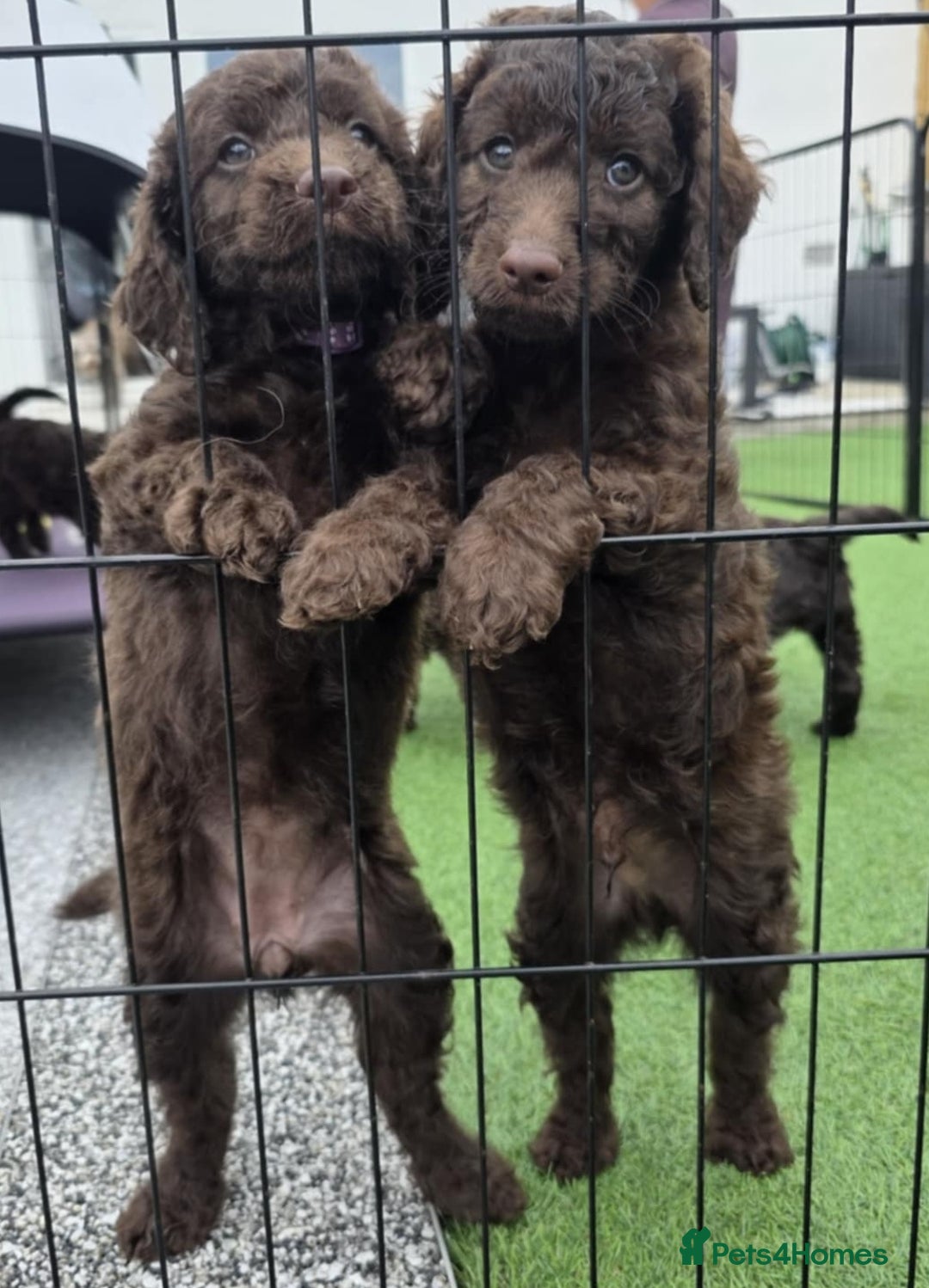 Sproodle dogs for sale: Gorgeous Chocolate Sproodle Puppies - Image 17