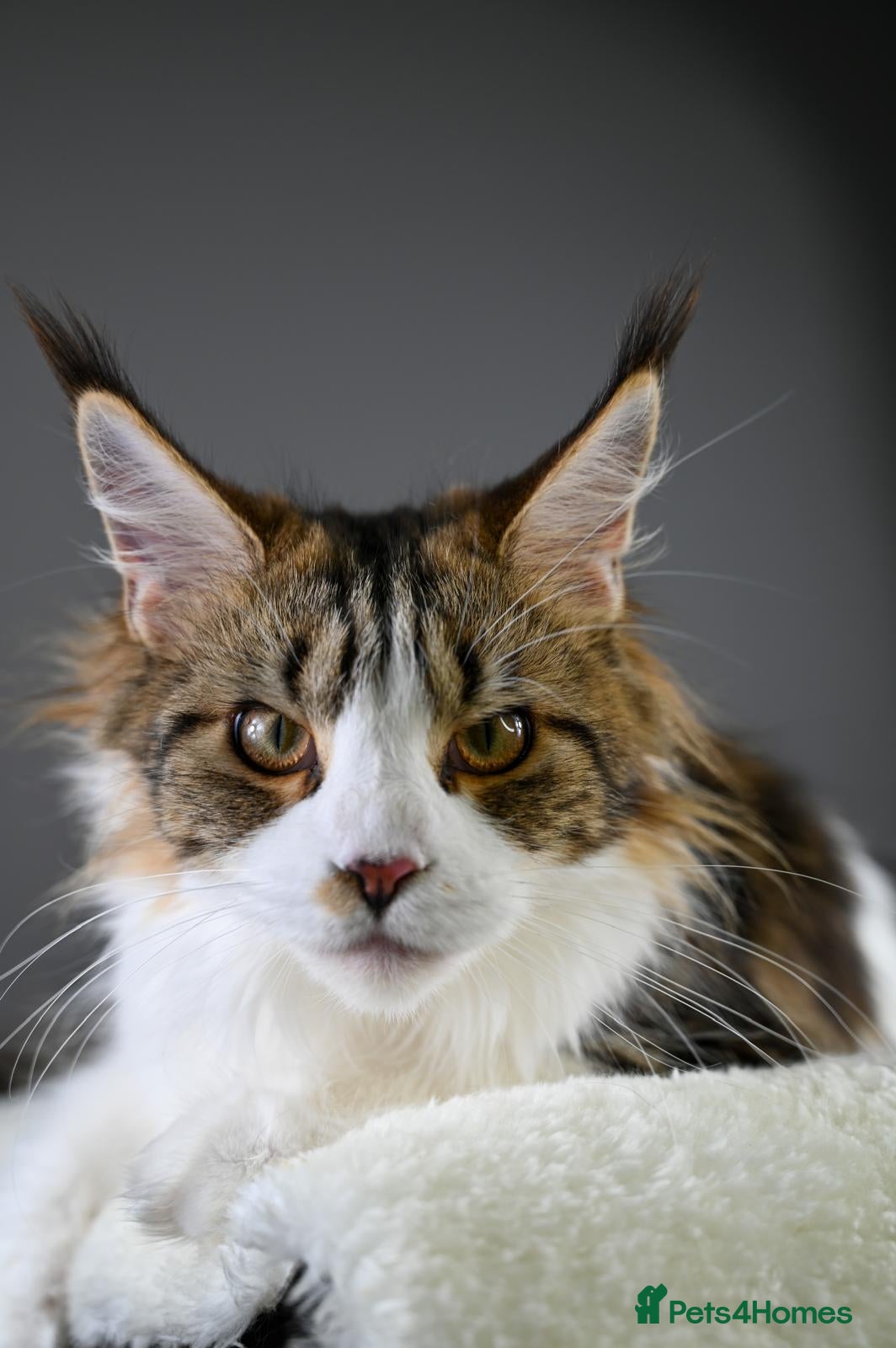 Maine Coon cats  Our beloved Robin - A truly sweet girl  - Advert 1