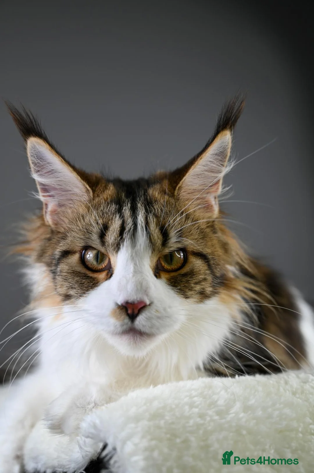 Maine Coon cats for sale:  Our beloved Robin - A truly sweet girl  - Advert 2