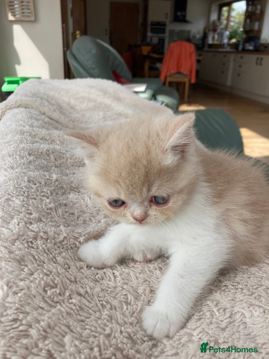 Exotic cats for sale: Exotic pedigree kittens  - Image 15