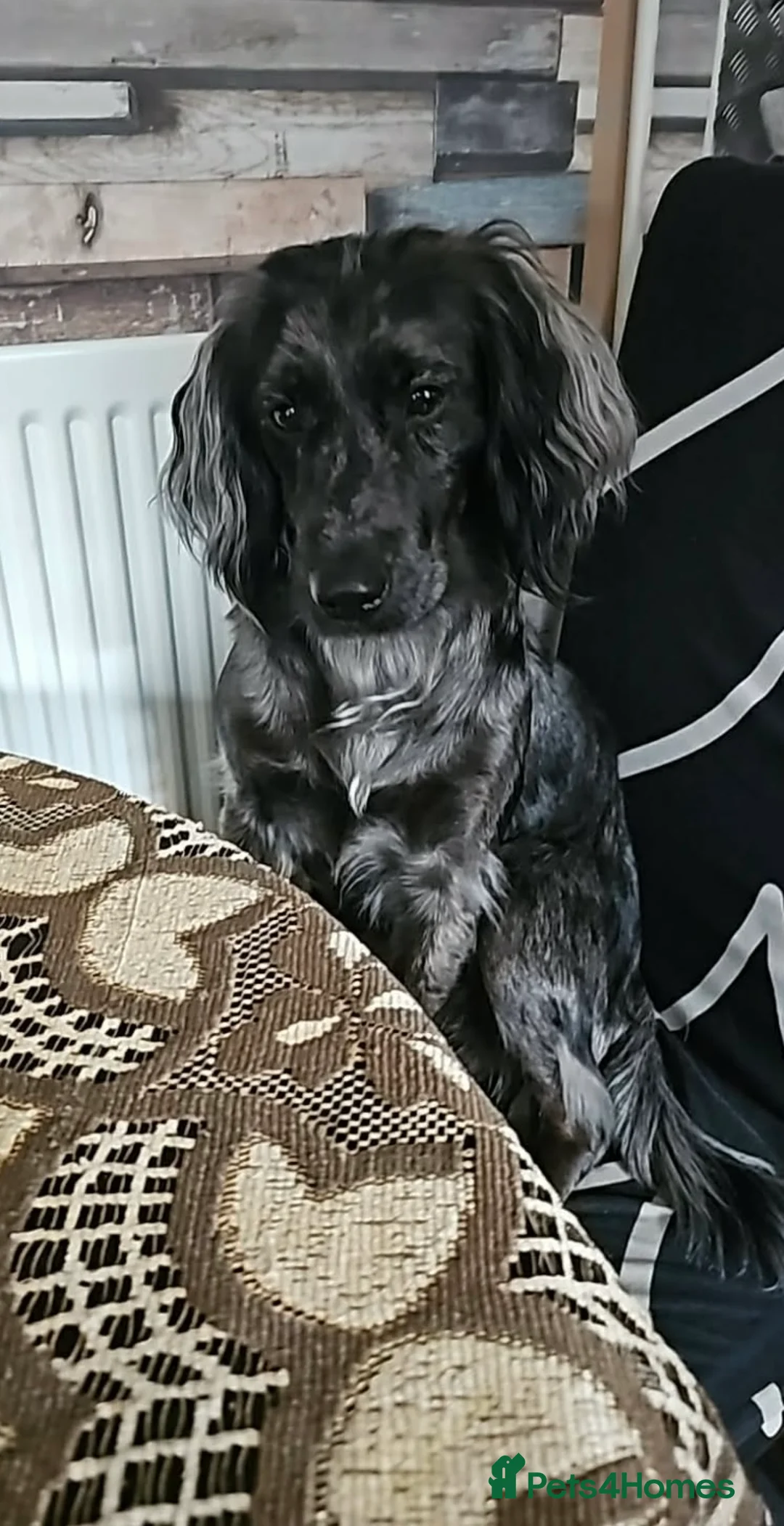 Cocker Spaniel dogs for sale: Beautiful Spaniel Puppies for Sale from 15/05/2026 - Advert 2