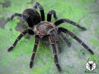 Tarantulas invertebrates - Advert 1