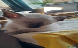 Siamese cats for sale: Meet peggy - Image 6