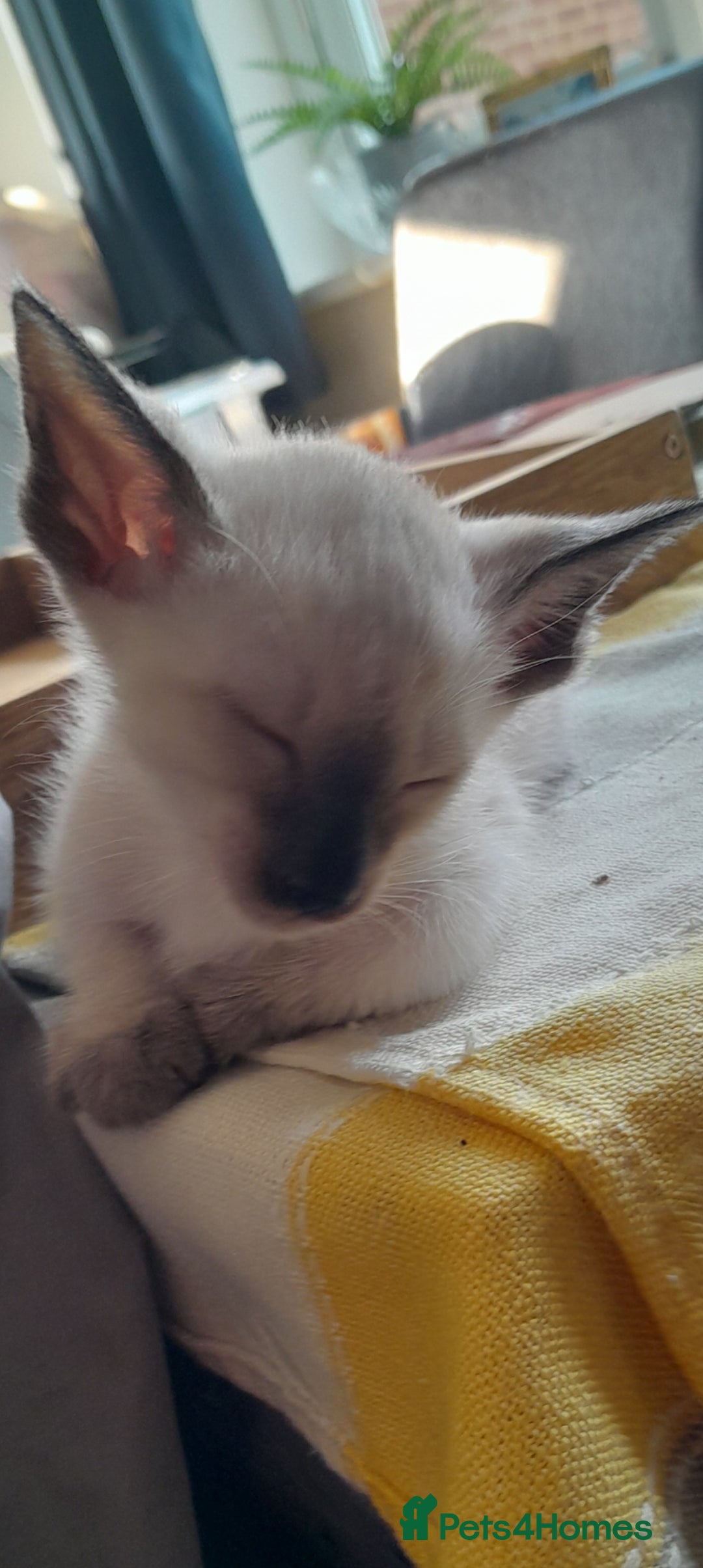 Siamese cats for sale: Meet peggy - Image 6