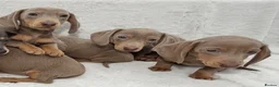 Dachshund dogs for sale: Adorable Dachshund Puppies  in Guildford - Advert 14