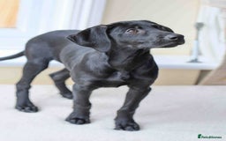 Mixed Breed dogs for adoption: Lively Little Bean - Image 8