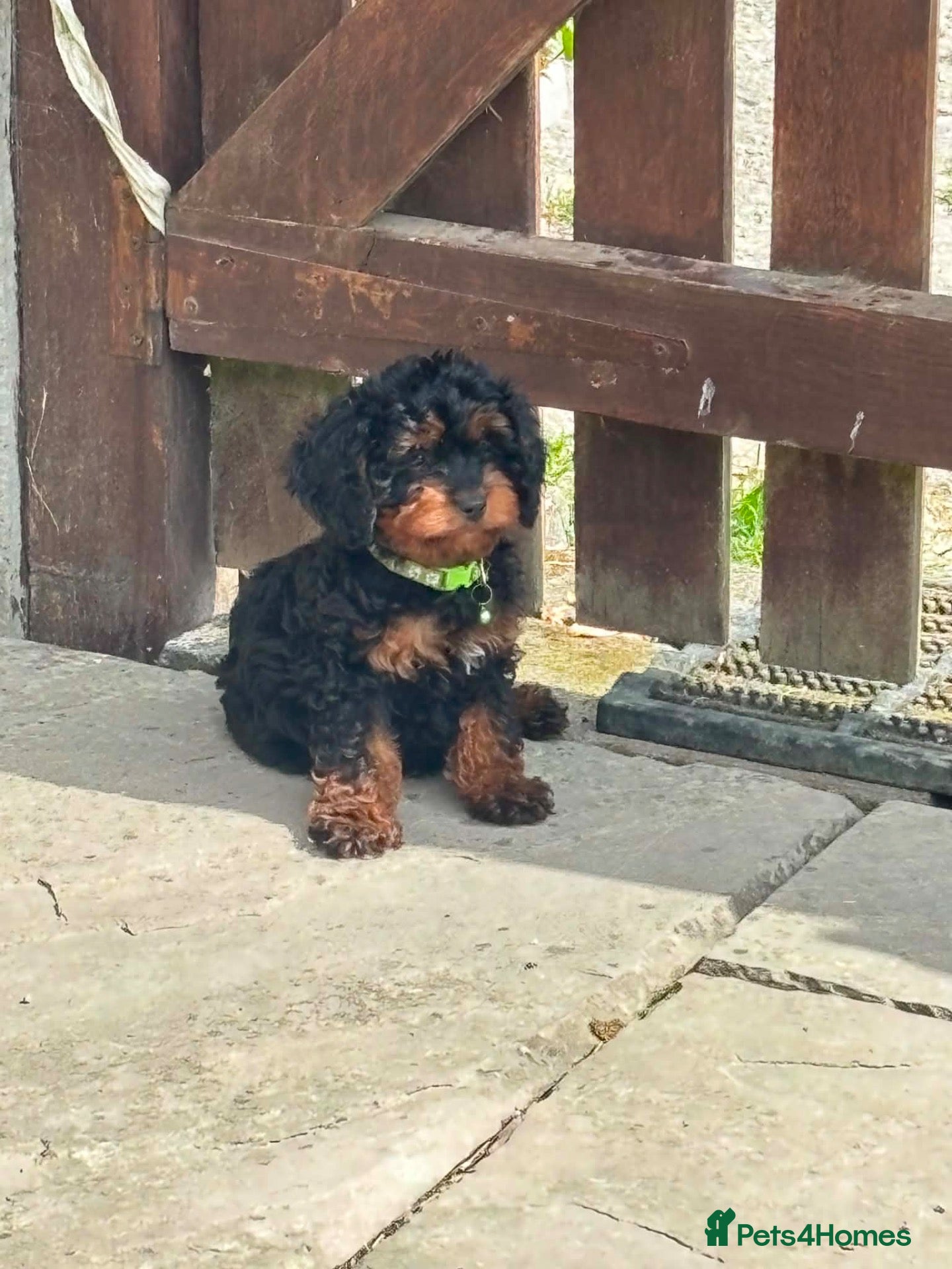 Cavapoo dogs Black and Tan Cavapoos - Advert 2