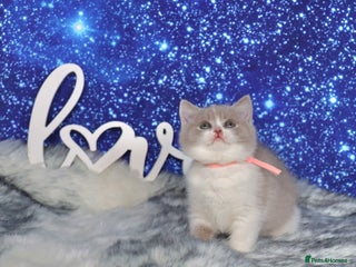 British Shorthair cats Tica registered British Shorthair kittens - Advert 2