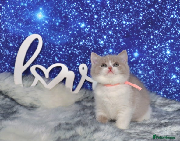 British Shorthair cats Tica registered British Shorthair kittens - Advert 2