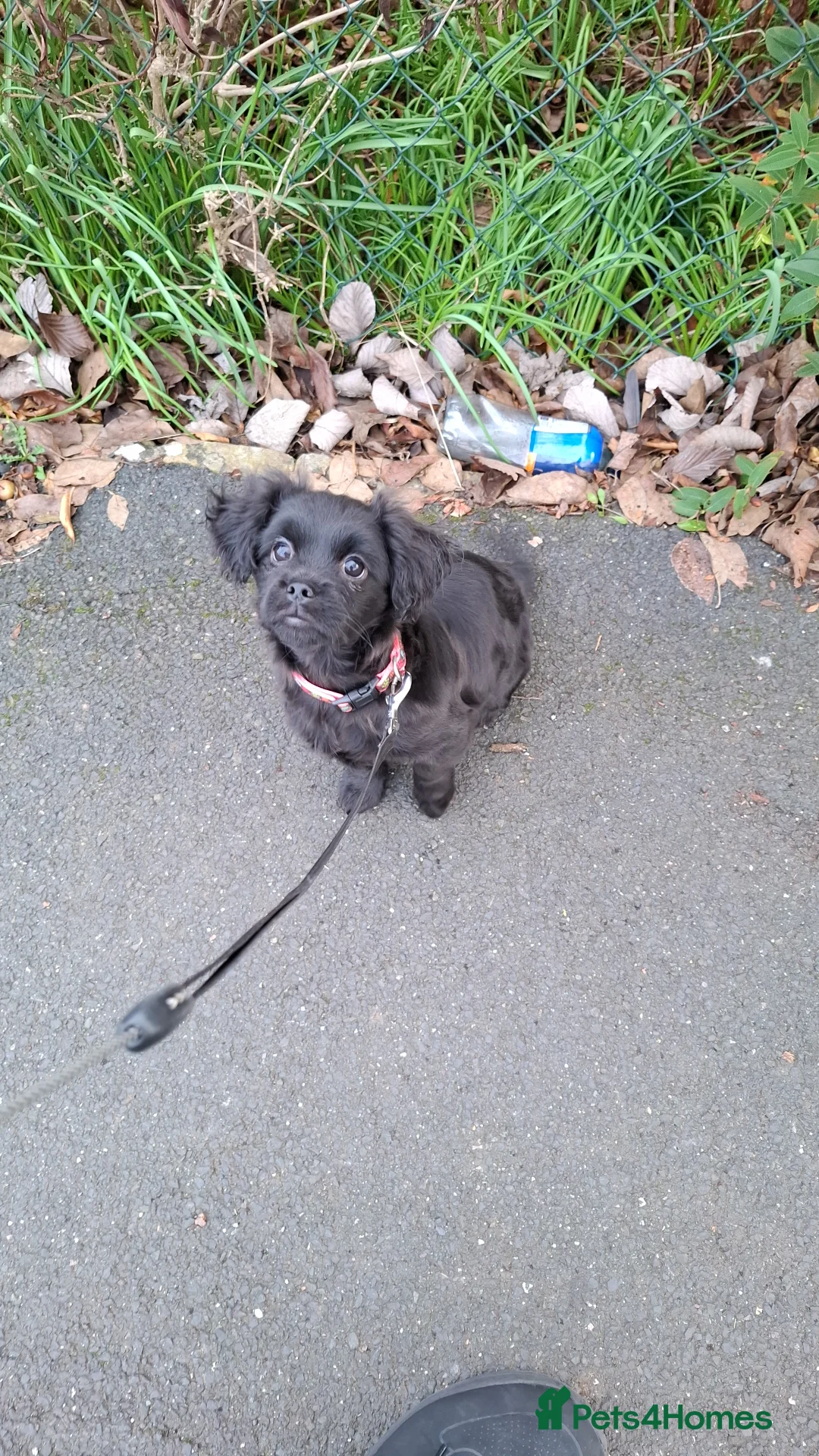 Mixed Breed dogs for sale: Lilly looking for a new home  - Advert 4