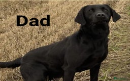 Labrador Retriever dogs for sale: Labrador puppies KC reg  - Image 17