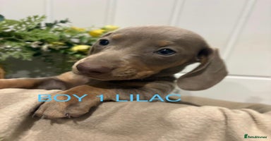 Miniature Dachshund dogs - Advert 3