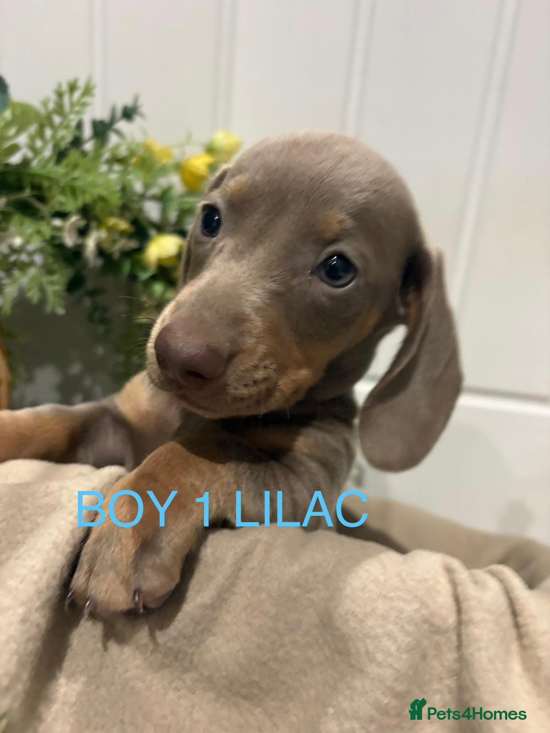 Miniature Dachshund dogs for sale: **MINIATURE DACHSHUND PUPPIES **  - Image 9
