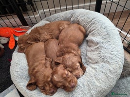 Cocker Spaniel dogs - Advert 15