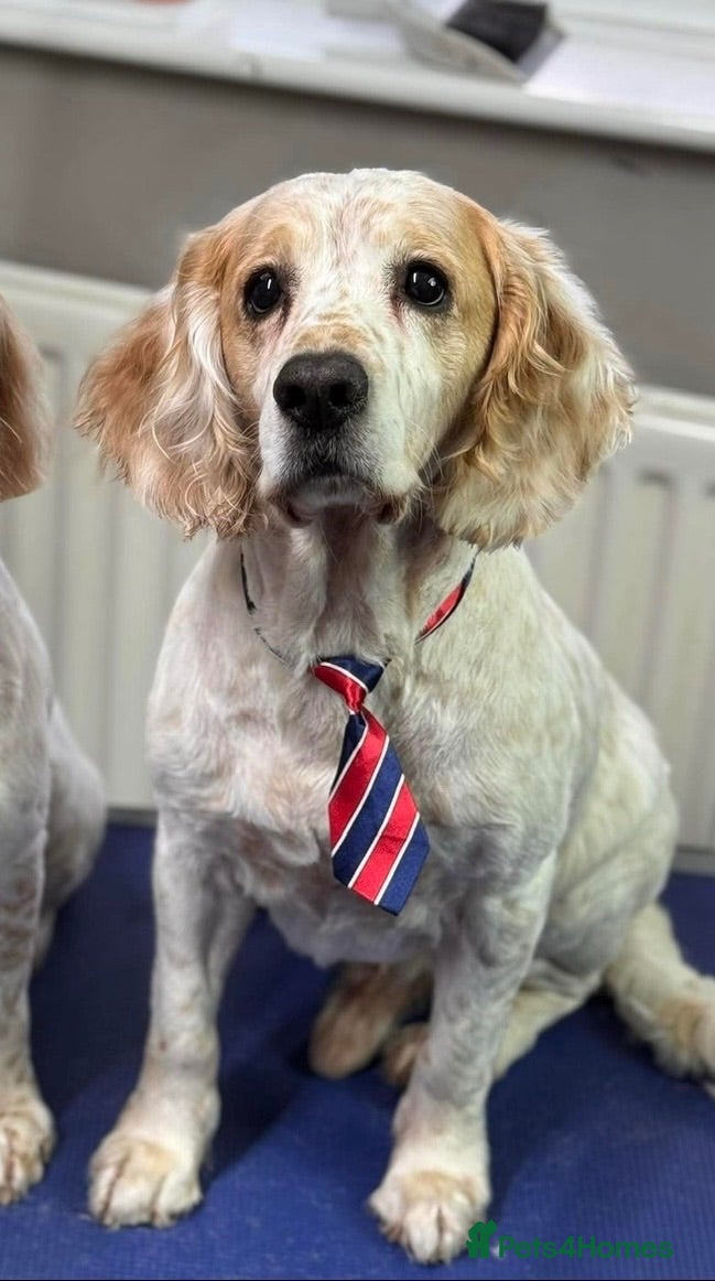 Cocker Spaniel dogs Cocker Spaniel Stud - Advert 1
