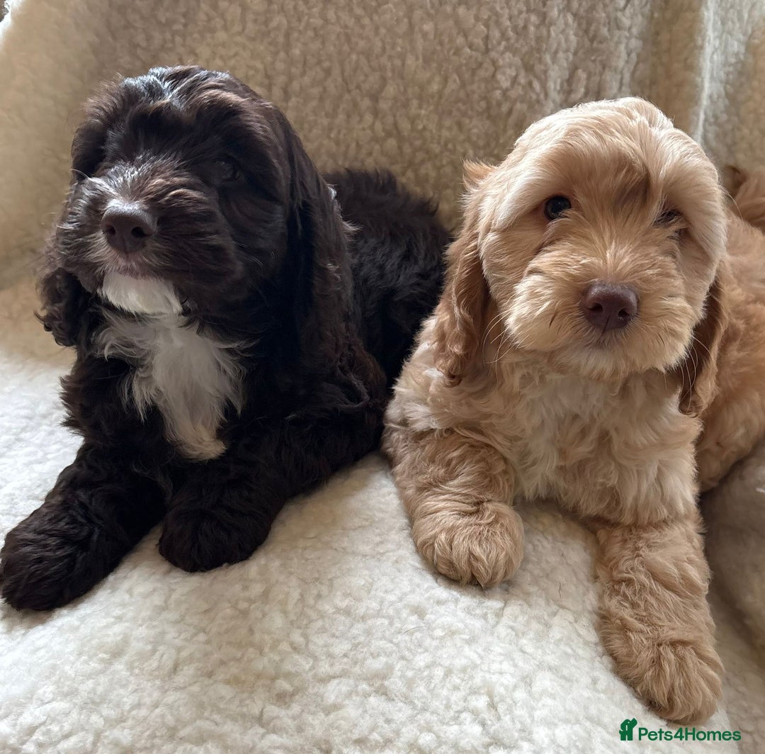 Cockapoo dogs for sale: Stunningly beautiful cockapoo puppies  - Advert 4