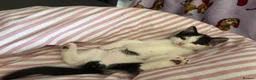 Mixed Breed cats for sale: Male black and white cat  in Littlehampton - Advert 5