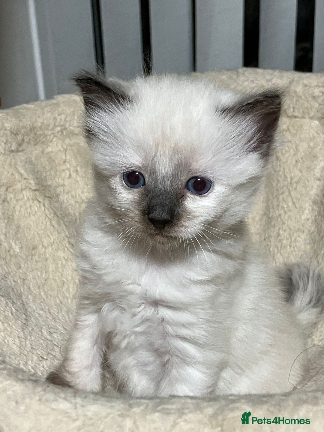 Ragdoll cats for sale: Ragdoll kittens for sale - Advert 4
