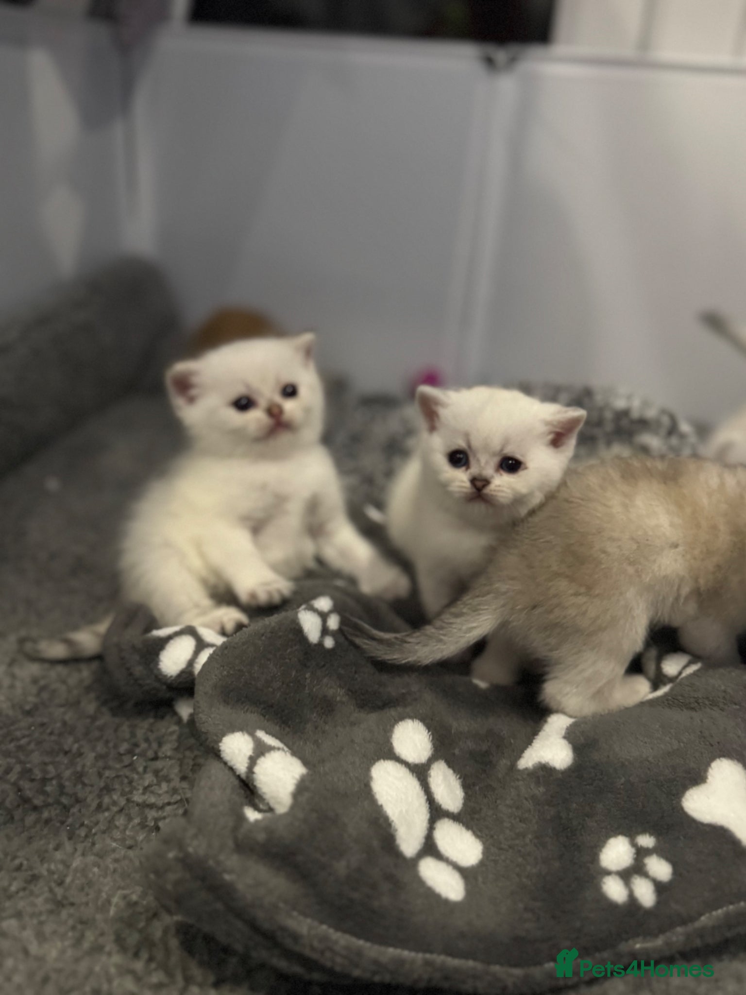 Scottish Fold cats Scottish Fold Kittens - available from 2nd May - Advert 13