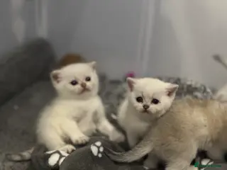 Scottish Fold cats Scottish Fold Kittens - available from 2nd May - Advert 13