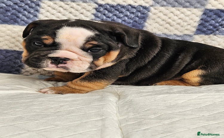 English Bulldog dogs - Advert 1