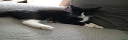 Mixed Breed cats for sale: £20 2 black and white kittens need to go together. - Advert 4