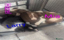 Border Collie dogs for sale: Red and white border collie/Sheepdog Pups - Image 7