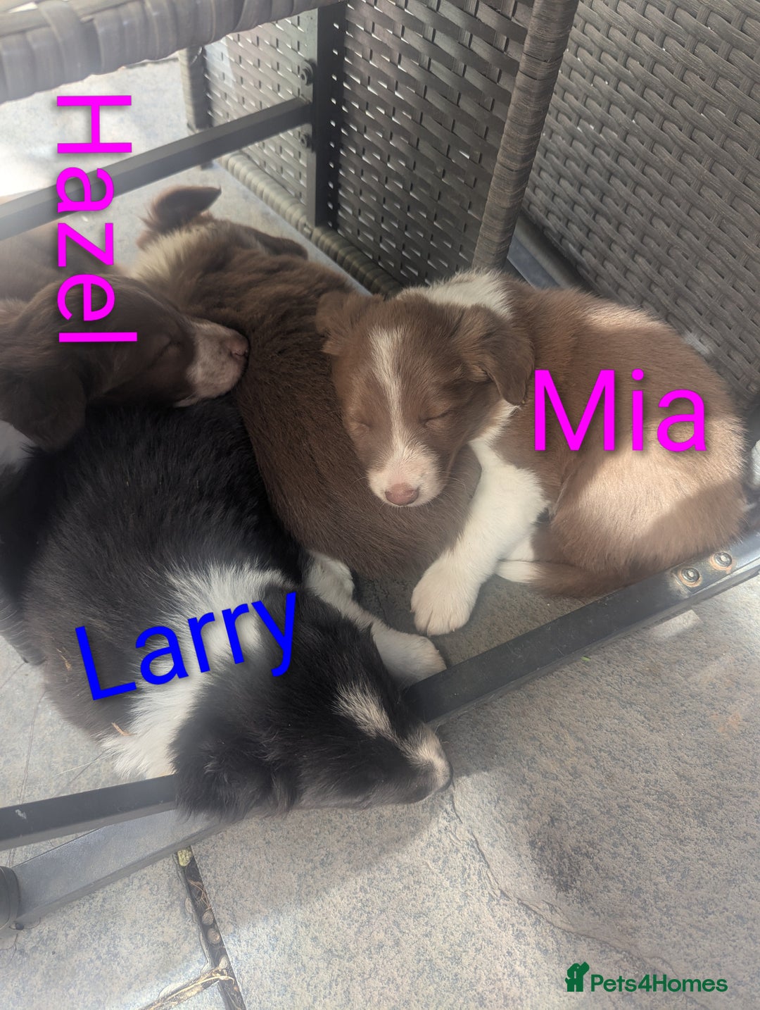 Border Collie dogs for sale: Red and white border collie/Sheepdog Pups - Image 7