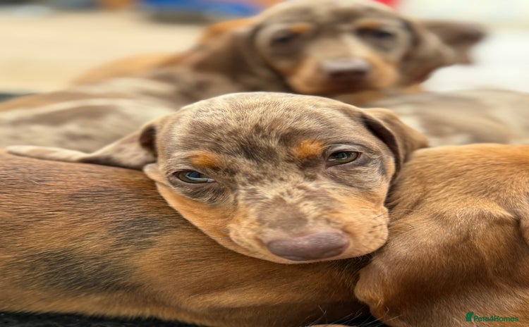 Dachshund dogs - Advert 14