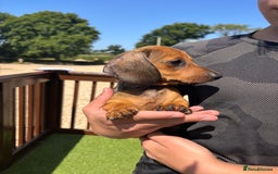 Dachshund dogs for sale: 1 gorgeous boy Available Ready to leave 🐶🏡 in Cullompton - Image 10