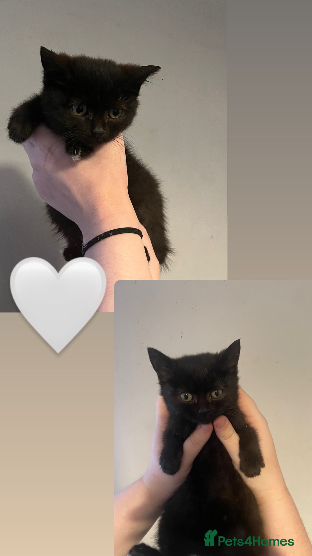 Mixed Breed cats for sale: British shorthair cross kittens available  - Image 4
