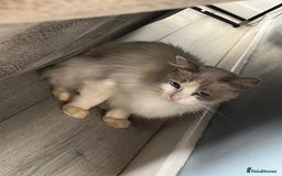 Ragdoll cats for sale: Blue Bi Colour Ragdoll  - Image 4