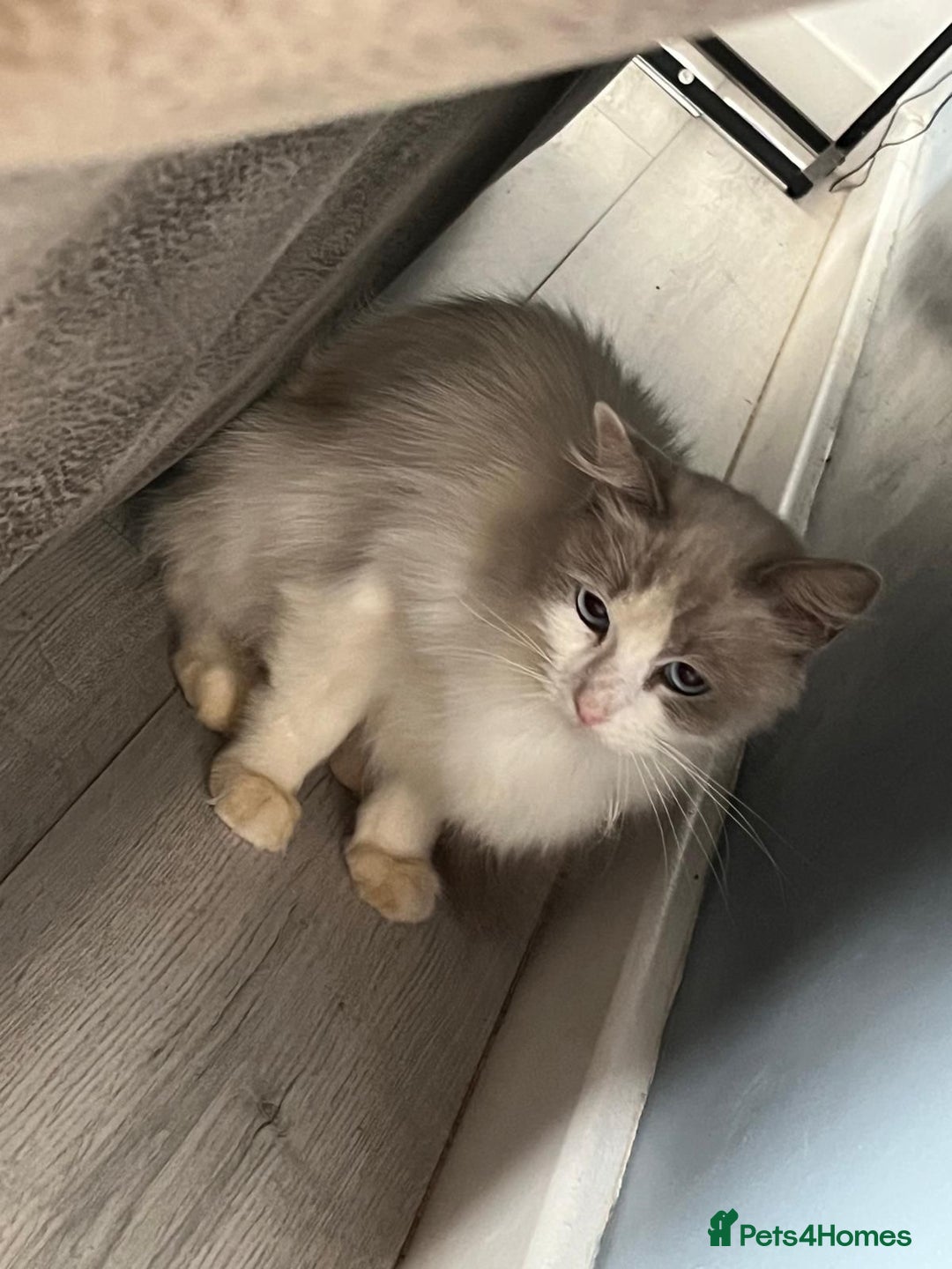 Ragdoll cats for sale: Blue Bi Colour Ragdoll  - Image 4