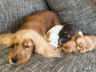 Cocker Spaniel dogs Extensively health tested, cocker spaniels. - Advert 1