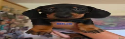 Miniature Dachshund dogs for sale: BLACK/TAN Adorable dachshund puppies for sale😍 - Advert 22
