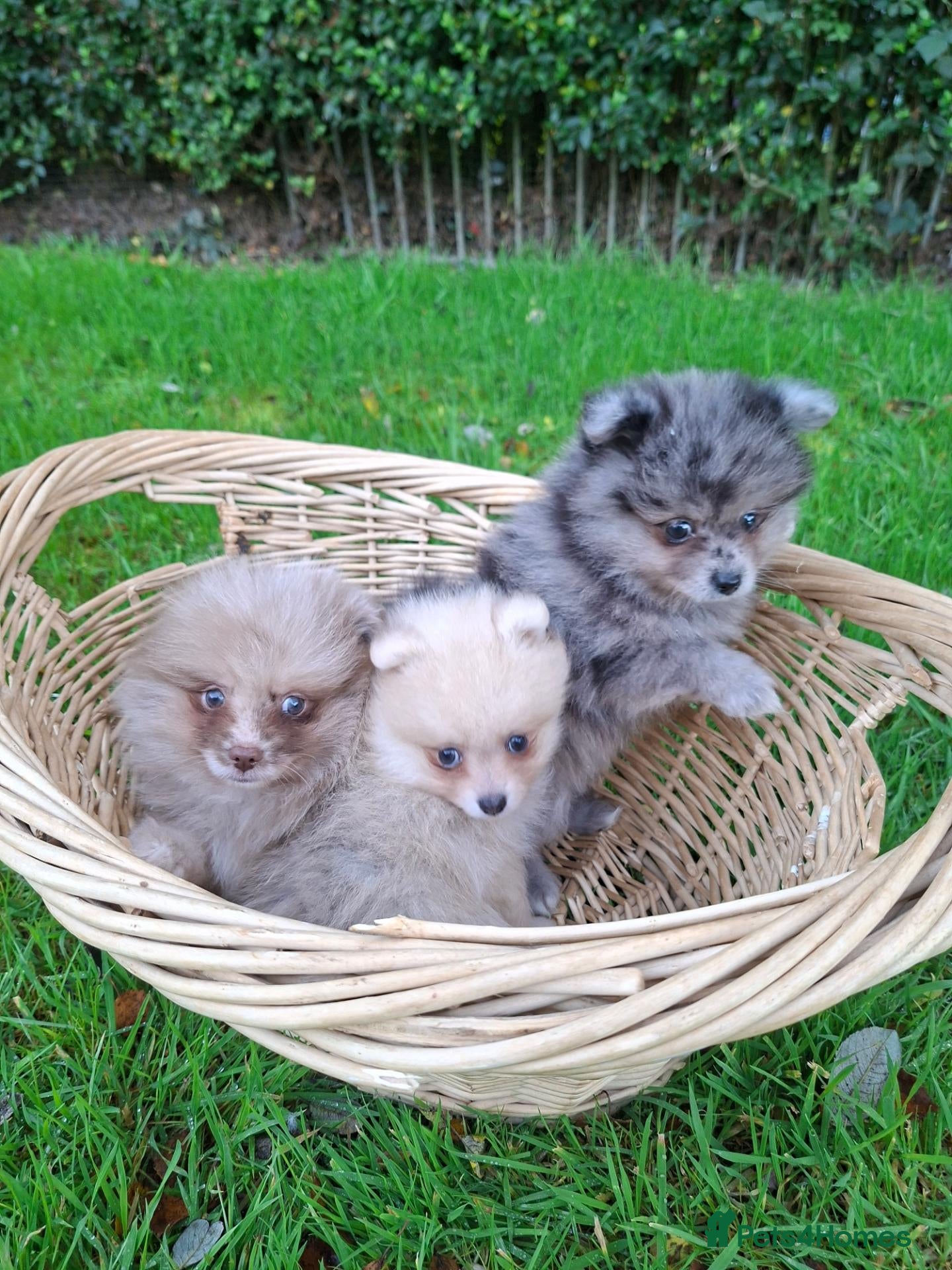 Pomeranian dogs K Registered Pomeranian Puppies - Advert 1