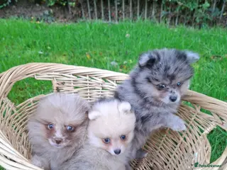 Pomeranian dogs K Registered Pomeranian Puppies - Advert 1