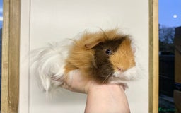 Guinea Pig rodents for sale: Long haired Guinea Pigs For Sale - Image 24