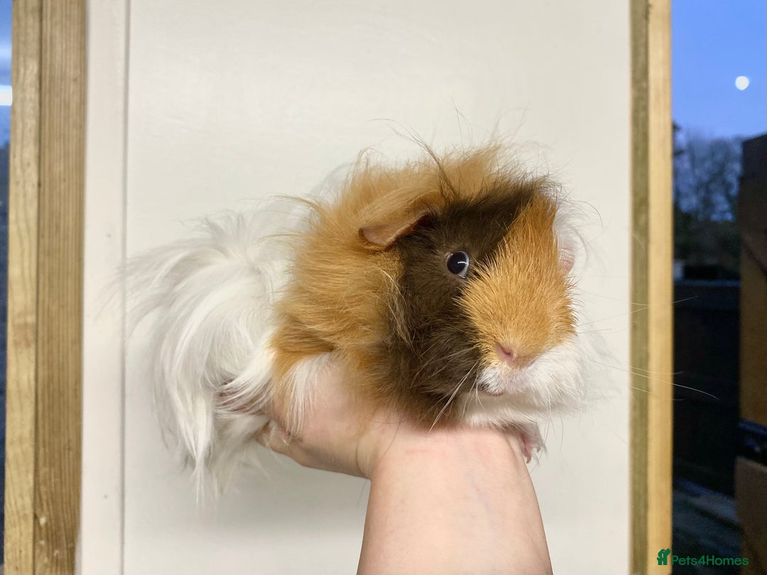 Guinea Pig rodents for sale: Long haired Guinea Pigs For Sale - Image 24