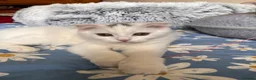 Ragdoll cats for sale: 🌟 Stunning half Ragdoll Kittens READY TO GO 🌟 - Advert 7