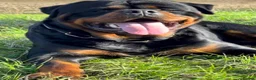 Rottweiler dogs for sale: Big Rottweiller Girl Puppy for sale - ready to go - Advert 3