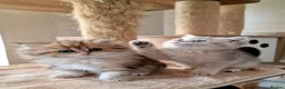 British Shorthair cats for sale: 🌟GCCF registred kittens 🌟 - Advert 13